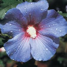 Hibiscus plants in the 6 pot size or larger arrive budded up and ready to bloom. Blue Bird Rose Of Sharon Hardy Hibiscus Spring Hill Nurseries