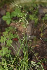 Image result for Brachycome mossambicensis