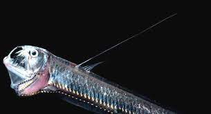 We did not find results for: 50 Jenis Ikan Laut Dalam Yang Aneh Menyeramkan Dan Langka