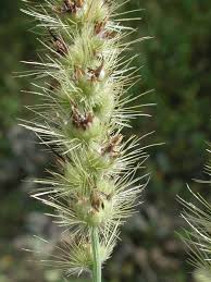 Image result for Cenchrus