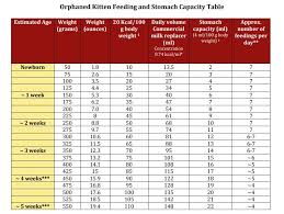 How To Bottle Feed A Kitten Special Pals Stomach Capacity