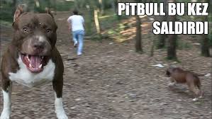 Pitbull Salikken 10 Sokak Kopegi Ile Karsilasmak Youtube
