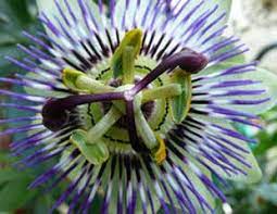 This south american beauty needs a winter rest. How To Grow Passion Flower