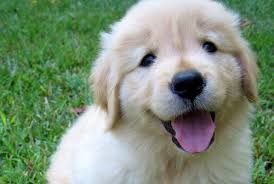 Cover Design by Amin Itani