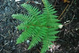 Image result for Loxogramme latifolia