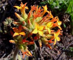 Image result for Kalanchoe lanceolata