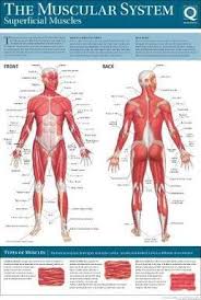 Human Anatomy Wallchart Quad Books 9780857624765