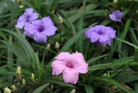 We did not find results for: How To Grow And Care For Mexican Petunias Purple Showers