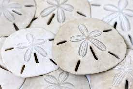 Sand Dollar Facts Sand Dollar Sand Dollar