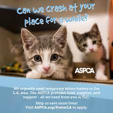 When you bring home kittens, the most important thing is to first understand what kind of condition they are in. Kitten Fostering In Los Angeles L Volunteer L Aspca