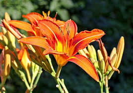 Check spelling or type a new query. Hemerocallis Fulva Daylily Ditch Lily Orange Daylily Tawny Daylily Tiger Daylily North Carolina Extension Gardener Plant Toolbox