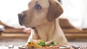 The colorado springs senior center. Dog Friendly Restaurant Colorado Springs Her Concept Is Becoming Reality