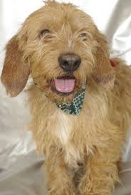 Basset Fauve De Bretagne Croise Griffon Google Search Basset Fauve De Bretagne Chien A Donner Adopter Un Chiot