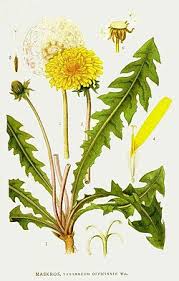 Image result for Taraxacum