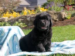 We simply enjoy raising our newfoundland's with our family. Golden Newfie Puppies For Sal Greenfield Puppies