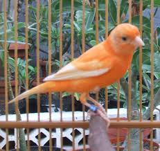 Ini akan menghasilkan warna yang sulit ditebak, karena di dunia burung kenari kita mengenal juga faktor warna lipochrome dan warna melanin. Kenari Merah Superlangka Mania Burung Kenari