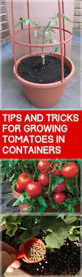 Here are some tips for your next container gardening. Tips And Tricks For Growing Tomatoes In Containers Growing Tomatoes In Containers Container Gardening Container Gardening Vegetables
