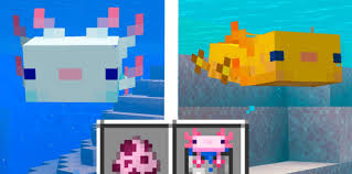 Over 99% of the time, an axolotl will be born as one of its parents' types . How To Tame A Axolotl In Minecraft 1 17