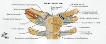Sternoclavicular Joint Physiopedia