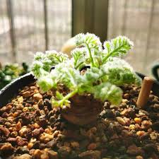 Image result for Pelargonium apetalum