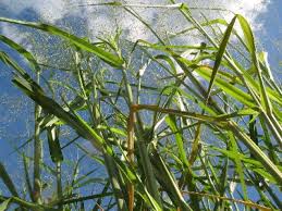Image result for Panicum schinzii