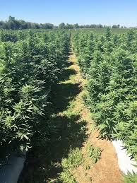 Some argue that cbd can create a change in mood and that this is evidence of its psychoactive effects. Hemp Vs Marijuana Think Hempy Thoughts