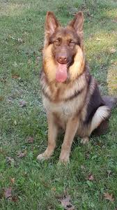 Long Hair Liver And Tan Gsd His Name Is Lobo Dogs Puppy Training German Shepherd Training