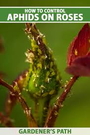 So spraying a jet of cold water simulates these conditions and dislodges the bugs from the plant shoots and leaves, without affecting the flowering parts of water spraying also helps in clearing the sugary honeydew coating from the surface of the leaves and therefore is useful against black sooty mold. Organic Way To Get Rid Of Aphids On Roses