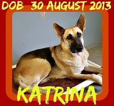 … is a cuddly little puppy which is looking for someone to adopt him. Jersey City Nj German Shepherd Dog Meet Katrina A Pet For Adoption Germanshepherd German Shepherd Dogs Shepherd Dog German Shepherd