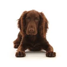 You'll love our cocker spaniels for sale. Chocolate Working Cocker Spaniel Puppy Photograph By Mark Taylor