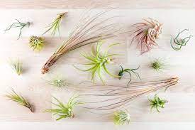More air flow also facilitates faster water evaporation. Air Plants The Complete Guide On How To Care For Display And Where To Buy These Houseplants