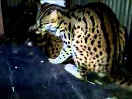 Adalah dosen fakultas kehutanan universitas mulawarman samarinda, rustam fahmi bersama rekan peneliti lainnya sudah melakukan penelitian tentang kucing hutan liar. Kucing Hutan Borneo Eonk Birahi Tingkat Kelurahan Youtube