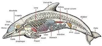 The record is held by a cuvier's beaked whale that dived for 137 minutes (well over two hours!). Why Can T Dolphins And Whales Survive On Land Even Though They Can Breathe Air Quora