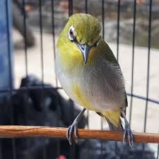 Burung pleci memiliki ciri fisik yang khas yakni lingkaran putih di sekitar mata. Ciri Fisik Warna Habitat Burung Jenis Pleci Yang Cantik