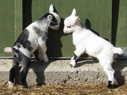 Maybe you would like to learn more about one of these? Pygmy Goats For Sale Goats Cute Goats Cute Baby Animals Cute Animals