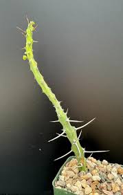 Image result for Euphorbia kilwana