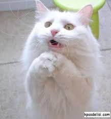 Kedi Resimleri Cok Sirin Hayvanlar Komik Kedi Resimleri Kedi