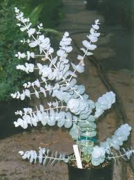 If you ask most people, can they grow eucalyptus plants indoor? Growing Eucalypts From Seed