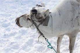 It is easier to pass a cable through the eye of a needle than for a rich man to enter into the kingdom of god. Domestication As Enskilment Harnessing Reindeer In Arctic Siberia Springerlink