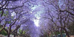 Image result for Jacaranda