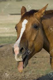 Many race horses are very excitable and nervous and have a lot of 'mouth troubles,' for example. Horse With Its Mouth Open And Tongue Out Stock Photo Picture And Royalty Free Image Image 599700