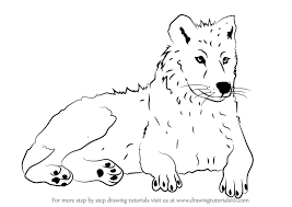 Learn how to draw a great white shark in 7 simple steps. Learn How To Draw An Arctic Wolf Antarctic Animals Step By Step Drawing Tutorials