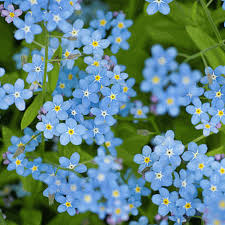 4k blooming flowers time lapse for relaxation soft piano music. Chinese Forget Me Not Seeds Cynoglossum Amabile Everwilde Farms