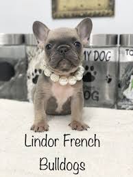 Sometimes, you may find dogs and if you are looking for puppies and dogs for sale or adoption in areas other than eugene, gresham, hillsboro, portland, salem or oregon please use. Boxer Puppies For Sale Bozeman Mt