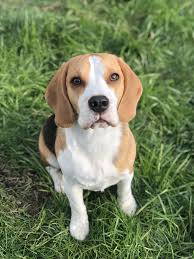 Vincent Finally Sat Still Long Enough To Get This Picturehttps I Redd It A8q7qvlrljz11 Jpg Cute Animals Animals Aww