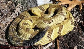 A Young Yellow Phase Timber Rattlesnake Found Basking In Transient Habitat Rattlesnake Habitats Raw Photo