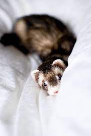 180 My Ferrett Ideas Cute Ferrets Ferret Pet Ferret