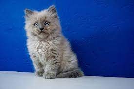 Find ragdoll in cats & kittens for rehoming | 🐱 find cats and kittens locally for sale or adoption in canada : Ragdoll Kittens For Sale Near Me Buy Ragdoll Kitten Ragdollkittens Ragdoll Kittens For Sale Ne Ragdoll Kittens For Sale Ragdoll Kitten Ragdoll Cats For Sale