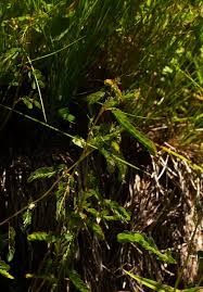 Image result for Phyllanthus nyikae