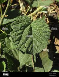 Image result for Grewia villosa